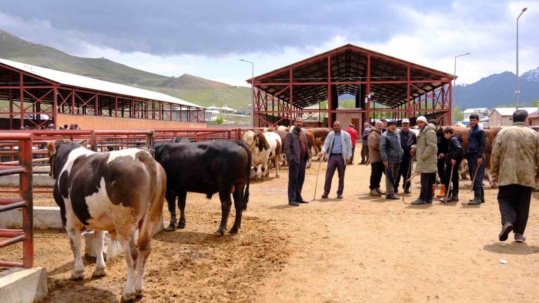 Van'da Kurban Pazarı Hareketlendi: Büyükbaş Fiyatları Yarım Milyonu Buldu