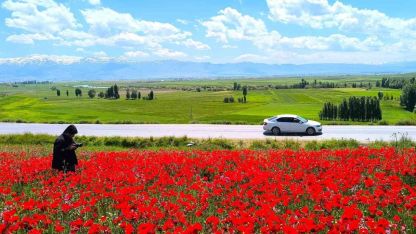 Muş Ovası Kırmızıya Büründü: Taşoluk Köyündeki Gelincik Tarlası Görsel Şölen Sunuyor