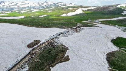 Gürpınar'da Hayvancılar İçin Dev Seferberlik: Tırşin ve Feraşin Yayla Yolları Ulaşıma Açılıyor