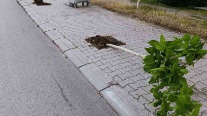 Patnos’ta Doğaya Çirkin Saldırı: Yeni Dikilen 15 Genç Ağaç Kimliği Belirsiz Kişilerce Kırıldı