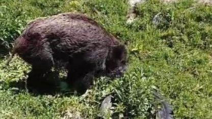 Ardahan'da Vahşi Doğanın Acımasız Yüzü: Ayı Saldırısından Yaralı Kurtulan Domuz Kamerada