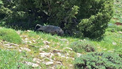 Sürüden Kopan Koyunu Kangal Köpeği Böyle Korudu