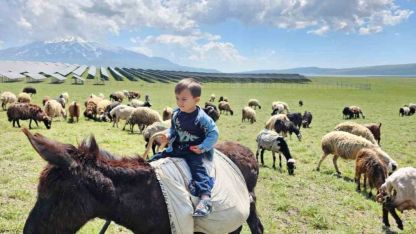 Sütey Yaylası Şenlendi: Hayvan Sürüleri Meralara İndi