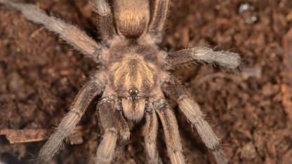 Tarihi Keşif: 34 Yıllık Müze Örneğinden Türkiye’nin Yeni Tarantula Cinsi Çıktı