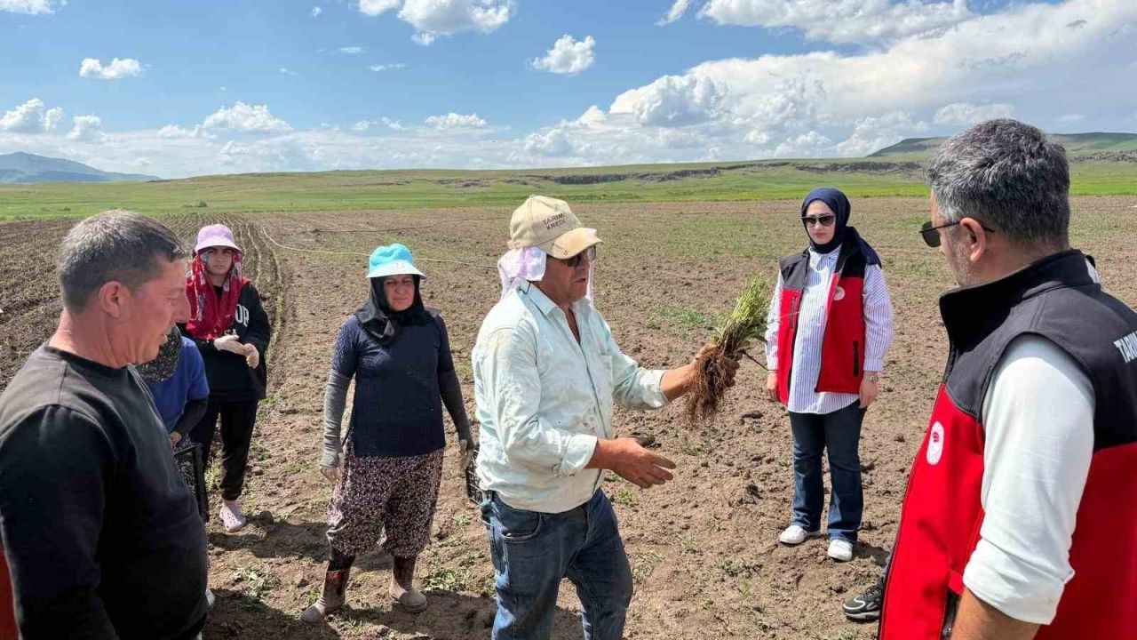 Ağrı'da Ezber Bozan Tarım Hamlesi: Denizli'den Gelen Fideler Patnos Toprağıyla Buluştu