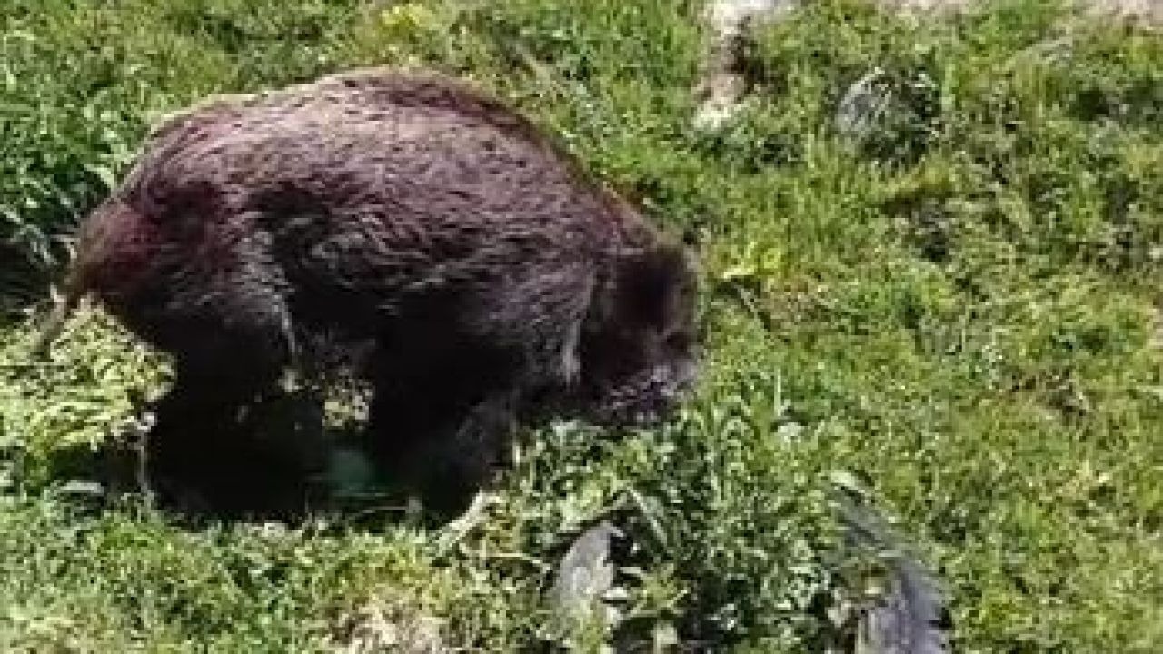 Ardahan'da Vahşi Doğanın Acımasız Yüzü: Ayı Saldırısından Yaralı Kurtulan Domuz Kamerada