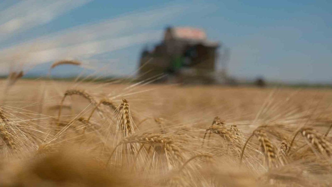 Arpa Fiyatları Çiftçiyi Düşündürüyor, Besiciyi Sevindiriyor