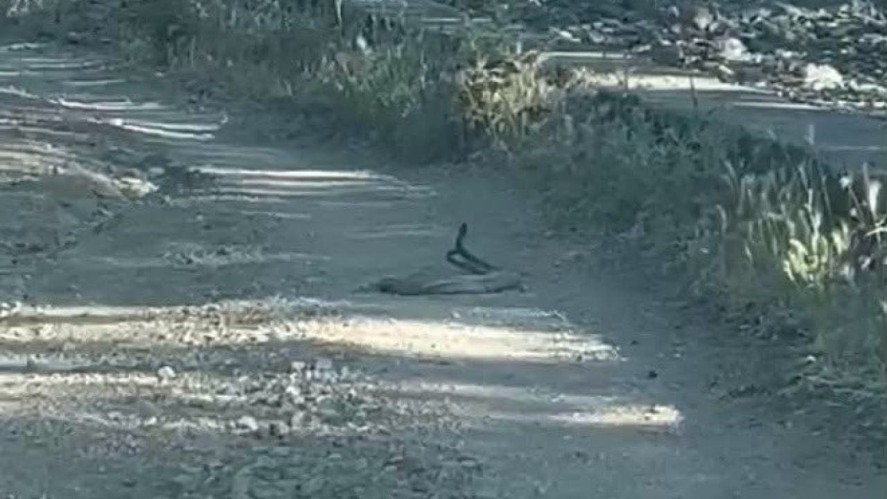 Bingöl'de Nadir Görülen Anlar: Yılanların Dansı