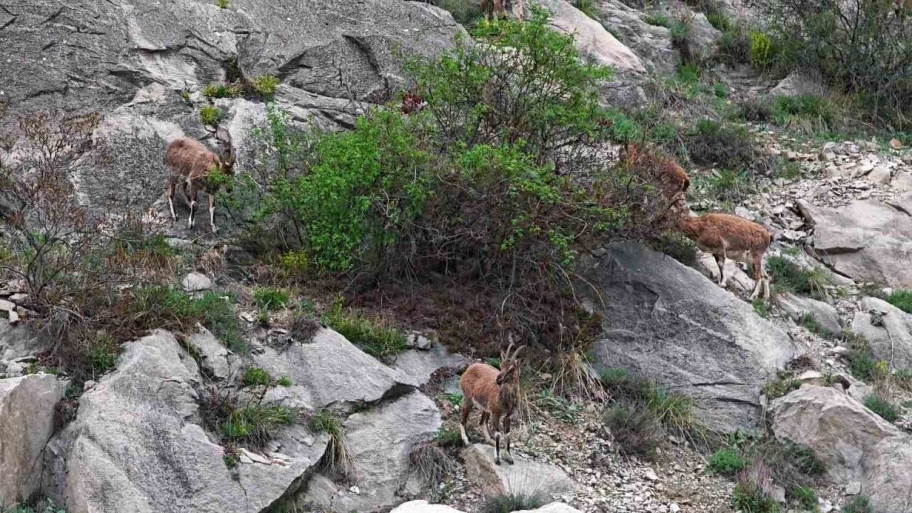 Erzurum-Artvin Kara Yolunda Sürpriz Misafirler: Dağ Keçileri Sürücüleri Şaşırttı