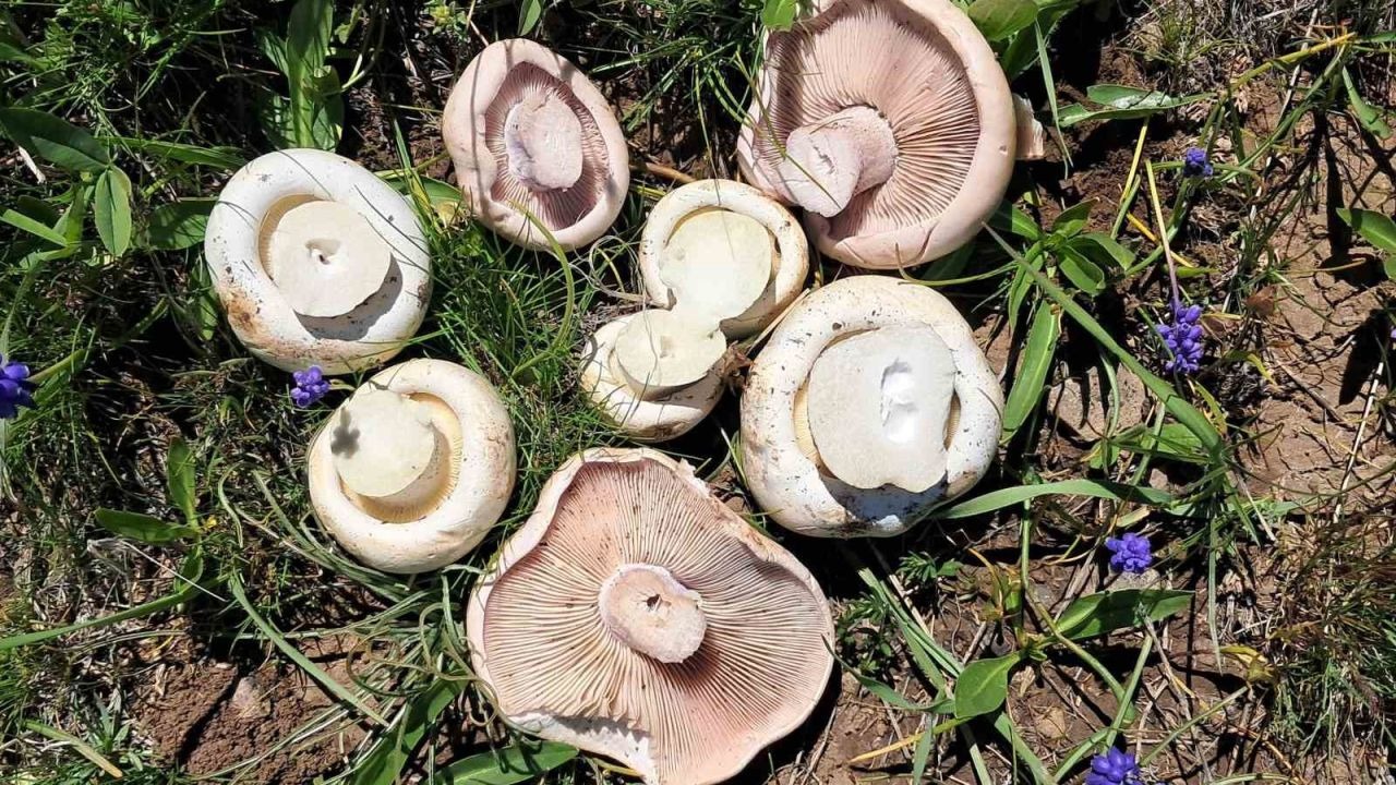 Erzurum Aziziye’de Doğal Mantar Bereketi: Yağışların Ardından Yaylalar Mantarla Doldu
