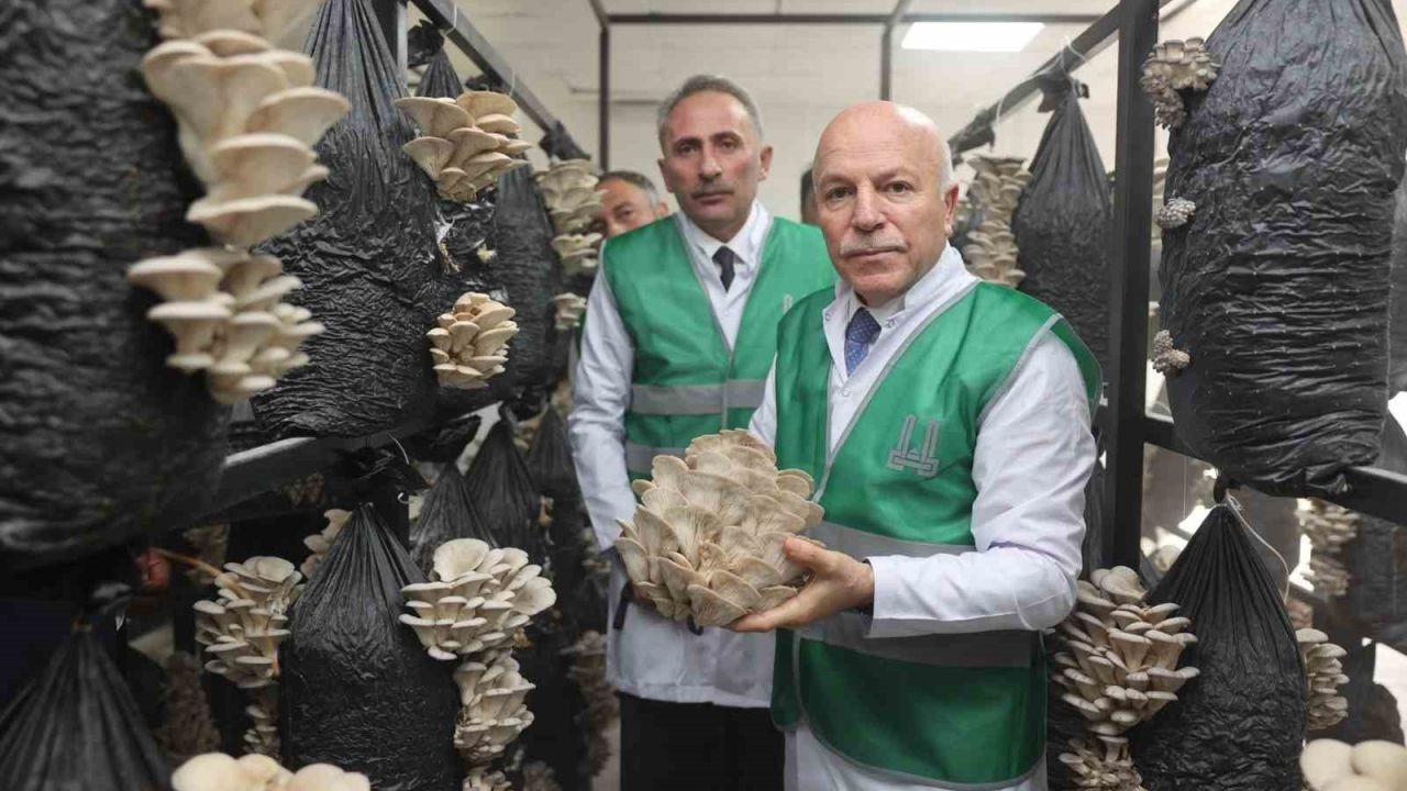 Erzurum’da İstiridye Mantarı Devrimi: Başkan Mehmet Sekmen Yeni Kalkınma Modelini Duyurdu