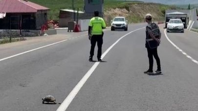 Erzurum'da Şefkatli Polis Kaplumbağa İçin Trafiği Durdurdu