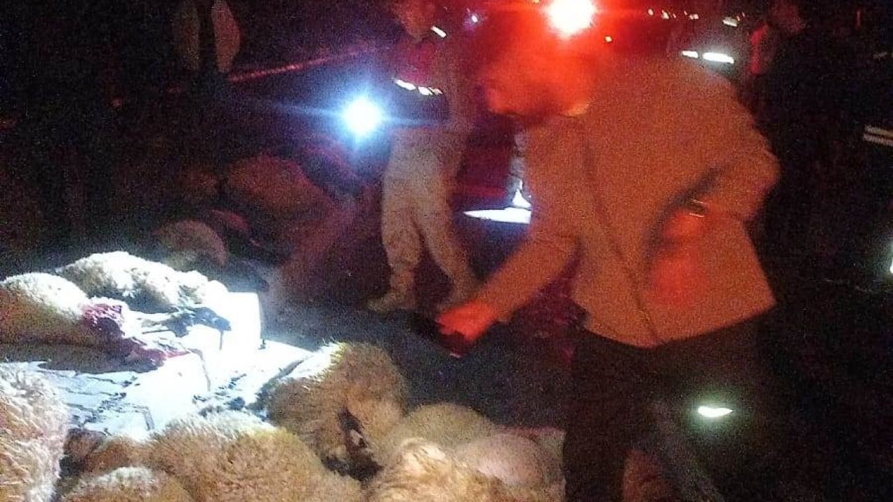 Gürpınar’da Otomobil Koyun Sürüsüne Çarptı: 17 Hayvan Telef Oldu