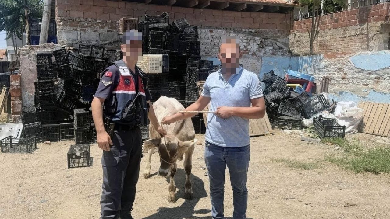 Hayvan Hırsızlığı: Jandarma Çalınan Büyükbaş Hayvanı Bulup Sahibine Teslim Etti