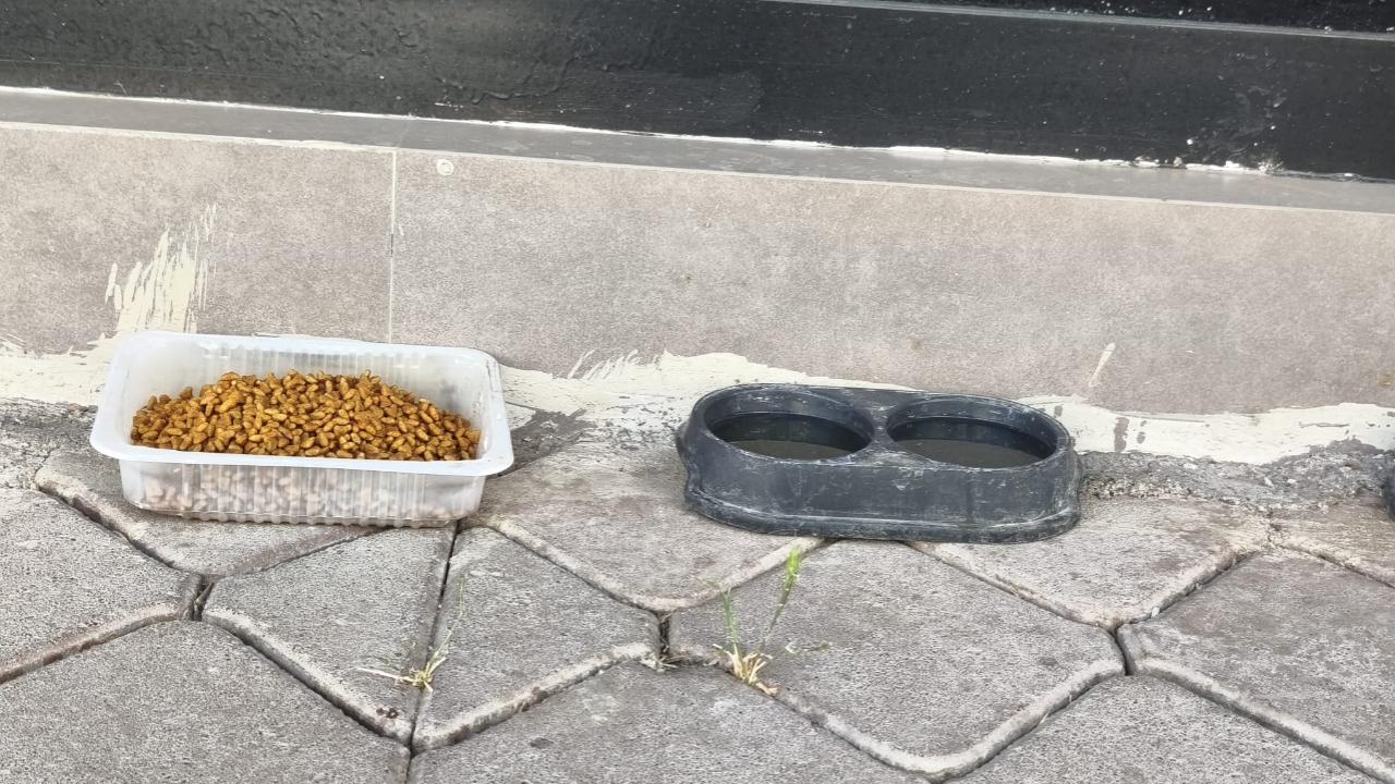 Iğdır’da Sevgi Dolu Hareket: Sokak Hayvanları Unutulmadı!