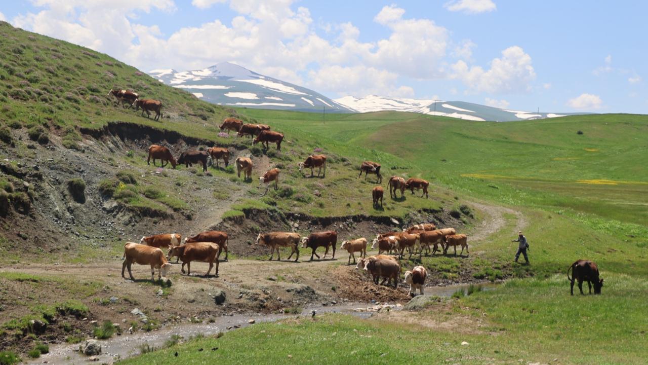 Iğdır'da Sütten Kesilen Buzağıların Yayla Yolculuğu Başladı