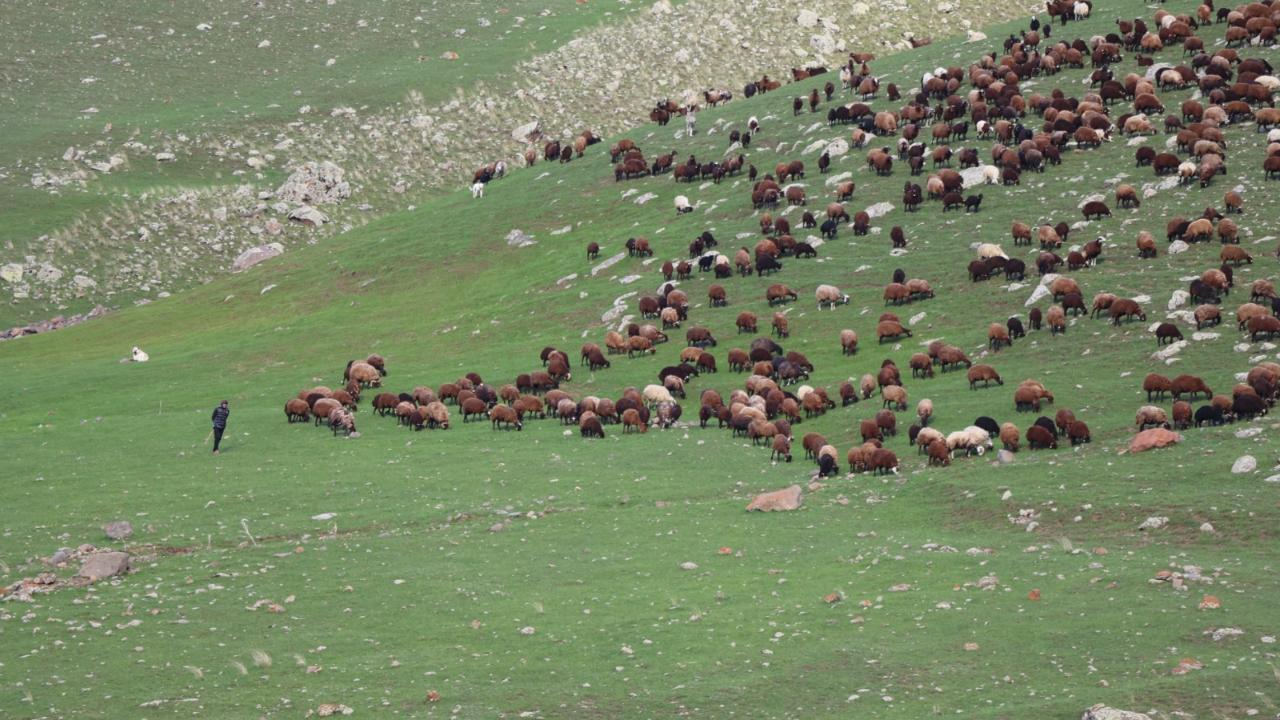 Iğdır’ın Zor Yaylası’nda Hayvan Sürüleri Havadan Görüntülendi