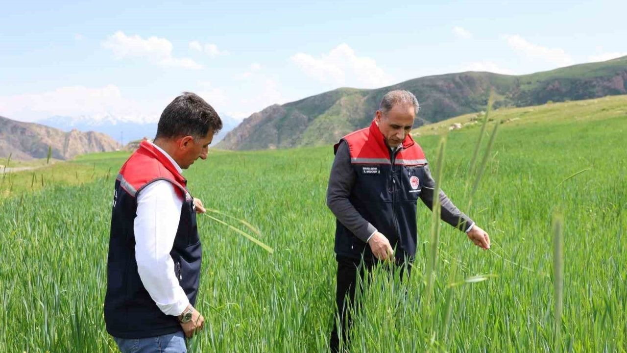 Kars'ta Tarım Arazileri Yakın Markajda: İl Müdürü Enver Aydın Sahaya İndi