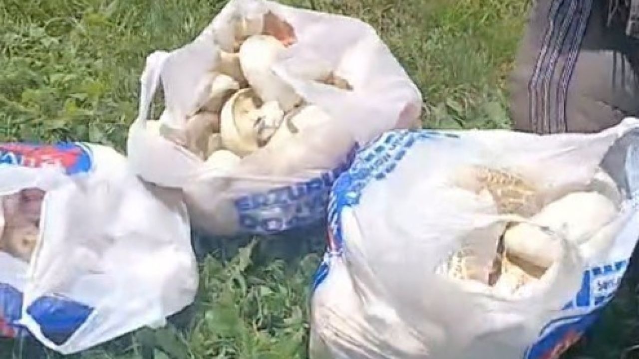 Kilogramı 300 Liraya Kadar Alıcı Buluyor: Erzurum’da Doğal Mantar Toplayanlar Yaşadı
