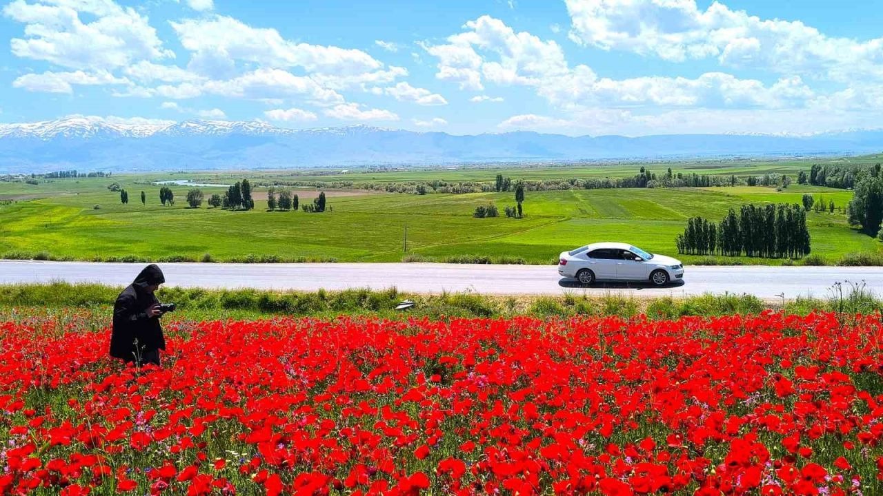 Muş Ovası Kırmızıya Büründü: Taşoluk Köyündeki Gelincik Tarlası Görsel Şölen Sunuyor