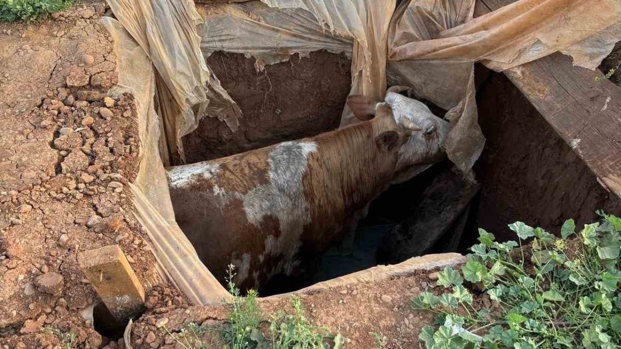 Muş’ta Foseptik Çukuruna Düşen İnek İçin İtfaiye Seferber Oldu