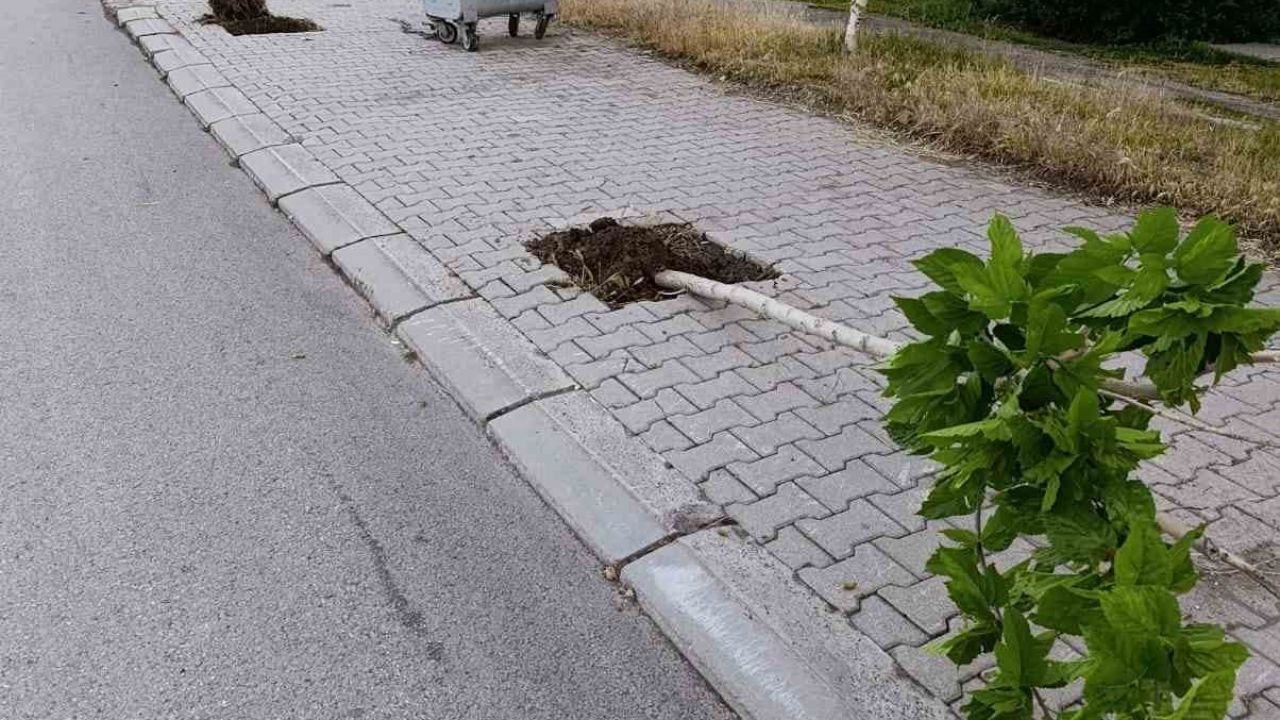 Patnos’ta Doğaya Çirkin Saldırı: Yeni Dikilen 15 Genç Ağaç Kimliği Belirsiz Kişilerce Kırıldı