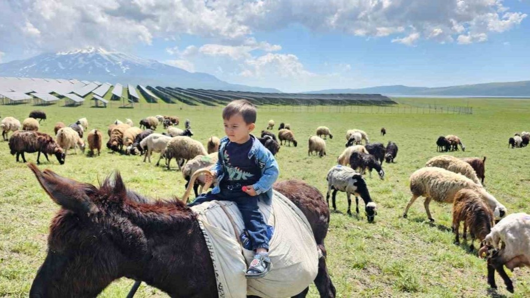 Sütey Yaylası Şenlendi: Hayvan Sürüleri Meralara İndi