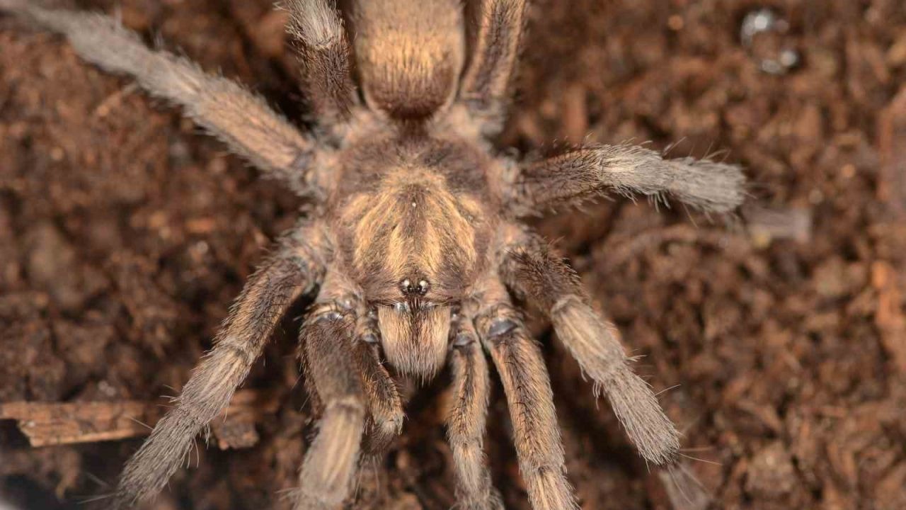 Tarihi Keşif: 34 Yıllık Müze Örneğinden Türkiye’nin Yeni Tarantula Cinsi Çıktı