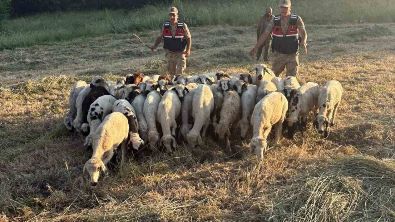 Tunceli'de Jandarmadan Dronlu Arama: 32 Hayvan Bulundu