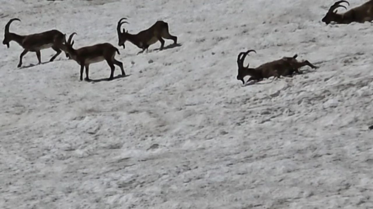 Tunceli'nin Zirvelerinde Doğal Yaşam: Ayılar ile Dağ Keçileri Yan Yana