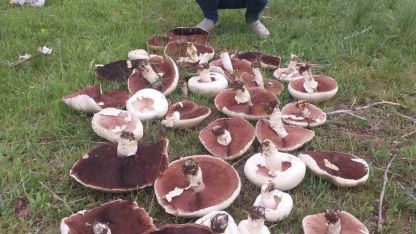 Ardahan’da yağmur sonrası mantar bereketi: Meralar dolup taştı