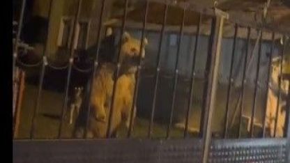 Kars'ta Misafirlikten Dönen Ev Sahipleri Kendi Evine Ayı Ailesi Yüzünden Giremedi!