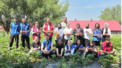 Tutaklı Gençler İsaabat Köyünde Çilek Hasadına Katıldı