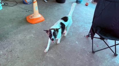 Tayland'da Akılalmaz Olay: Köpek Eve El Bombası Getirdi