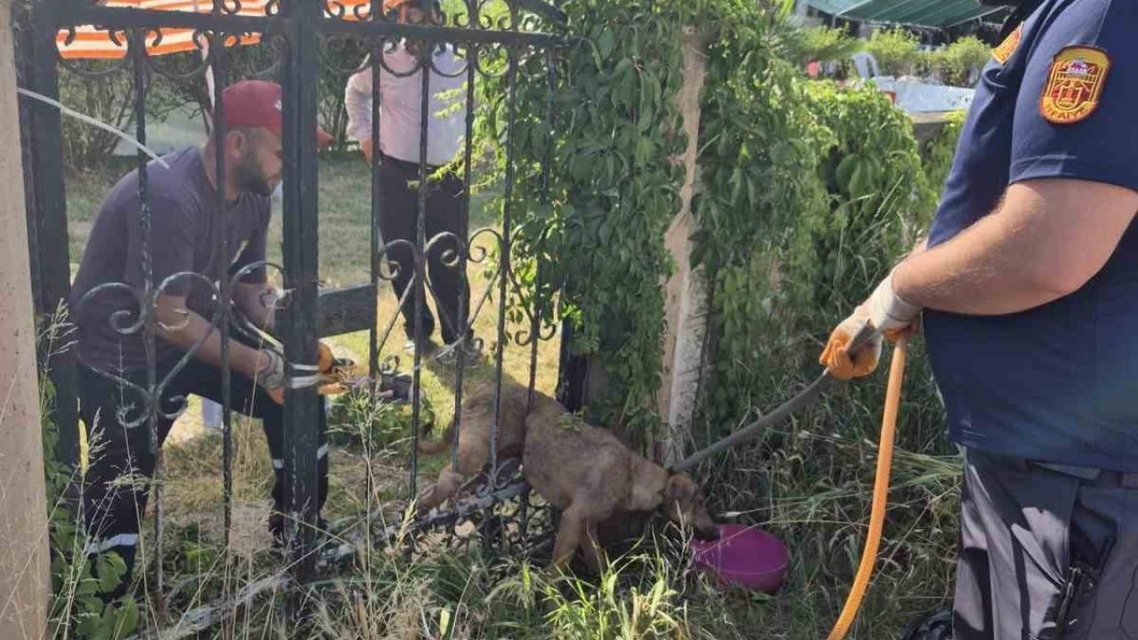 Duygulandıran Kurtarma Operasyonu: Sıkışan Köpek Belediye Barınağına Teslim Edildi