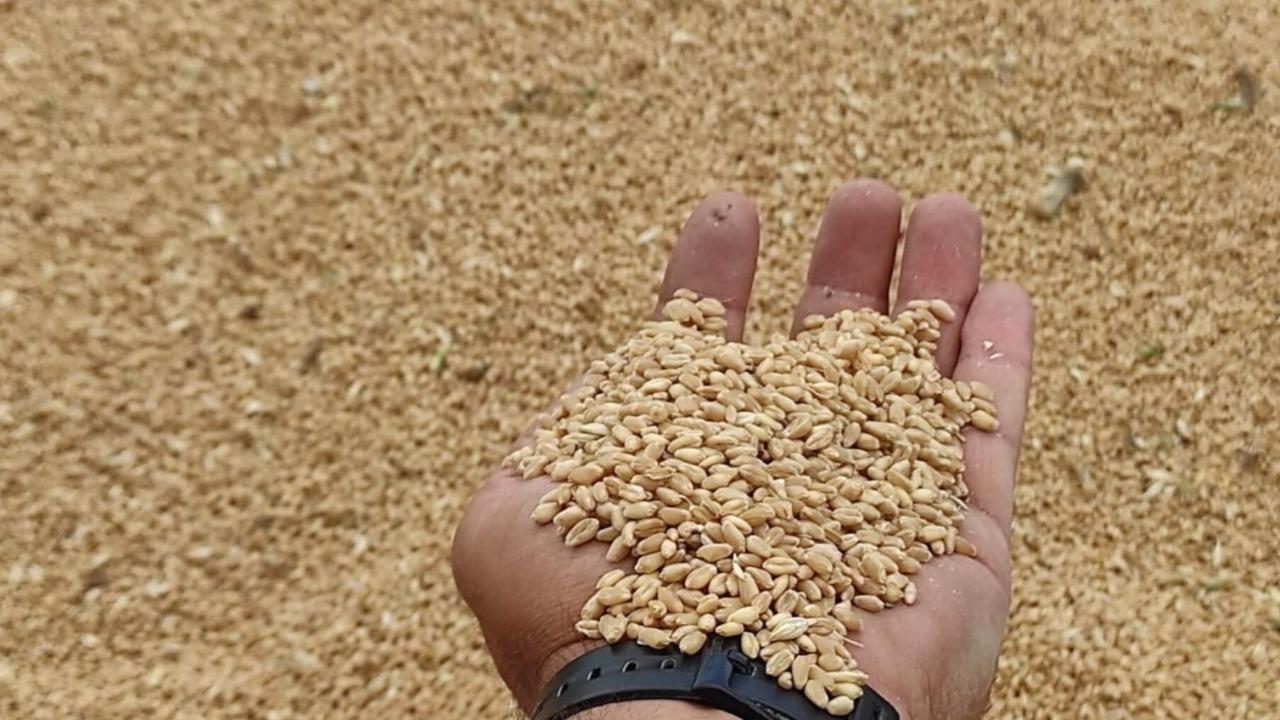 Iğdır’da Buğday Hasadı Başladı