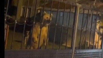 Kars'ta Misafirlikten Dönen Ev Sahipleri Kendi Evine Ayı Ailesi Yüzünden Giremedi!