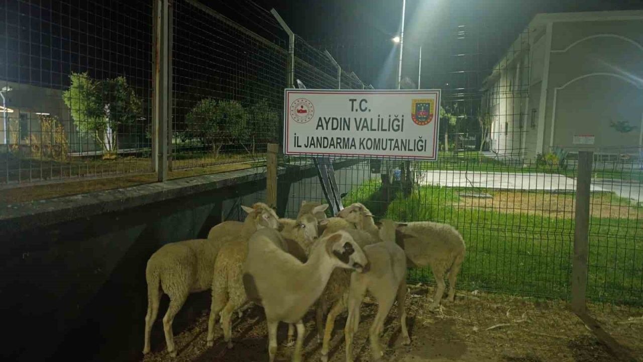 Koyun Hırsızlığı Operasyonu: 1 Gözaltı, 1 Tutuklama