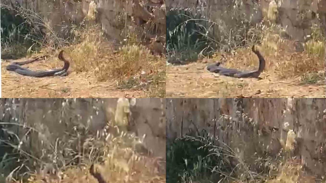 Mersin Erdemli’de Feci Görüntü: 2 Metrelik Yılanların Dansını Kedi Hayretle İzledi