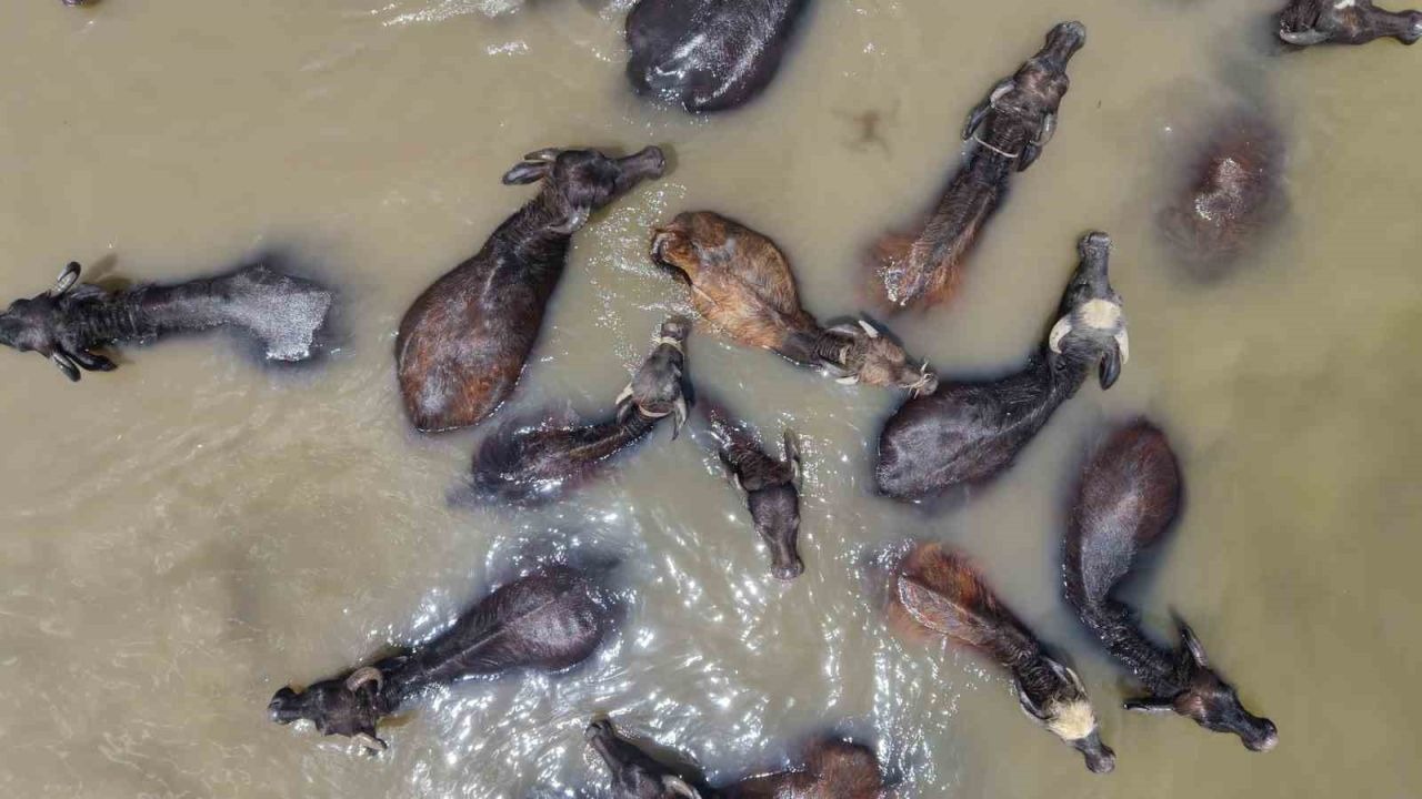 Sıcaklardan bunalan mandalar suya akın etti: Doğal serinleme molası