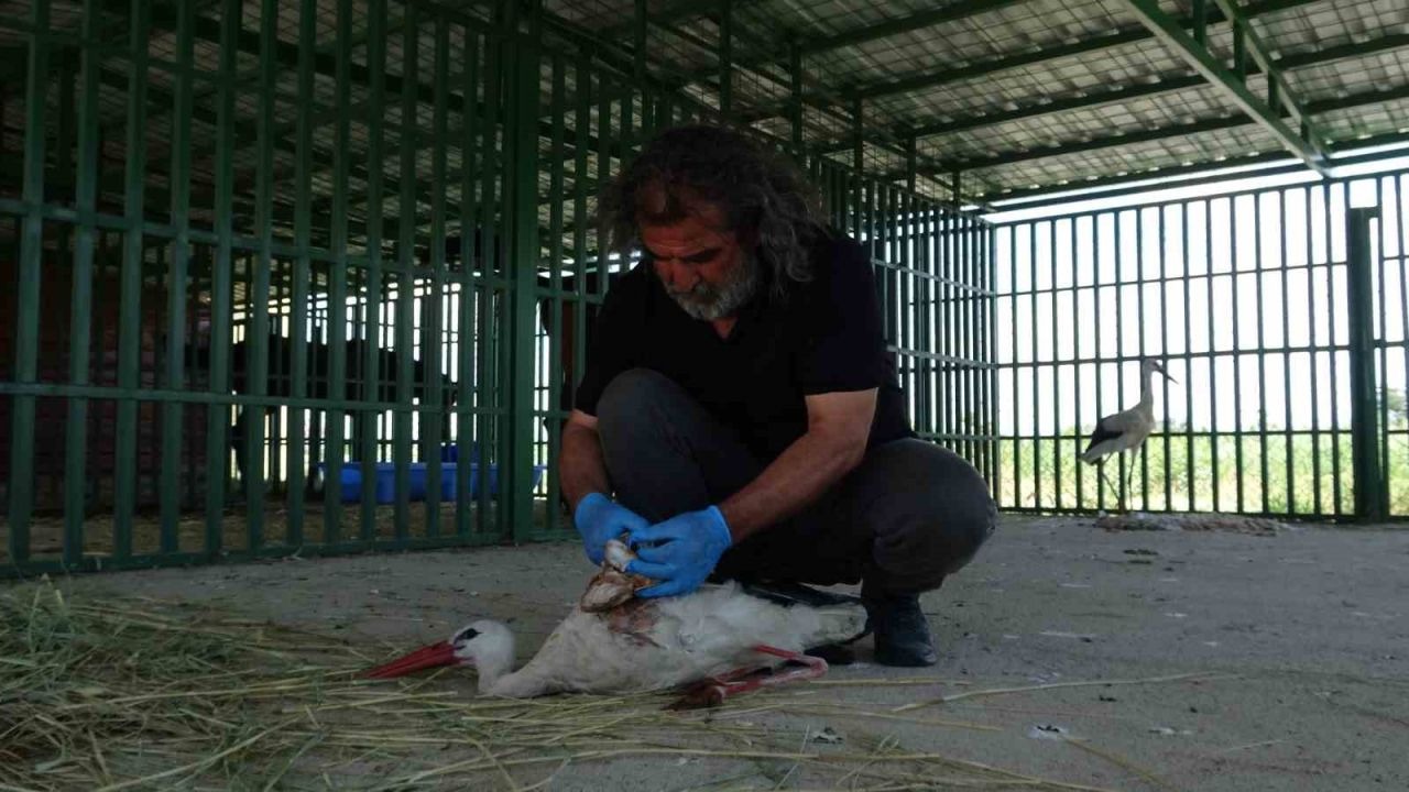 Van YYÜ Yaban Hayvanları Merkezinde Kreş Dönemi Başarıyla Tamamlandı
