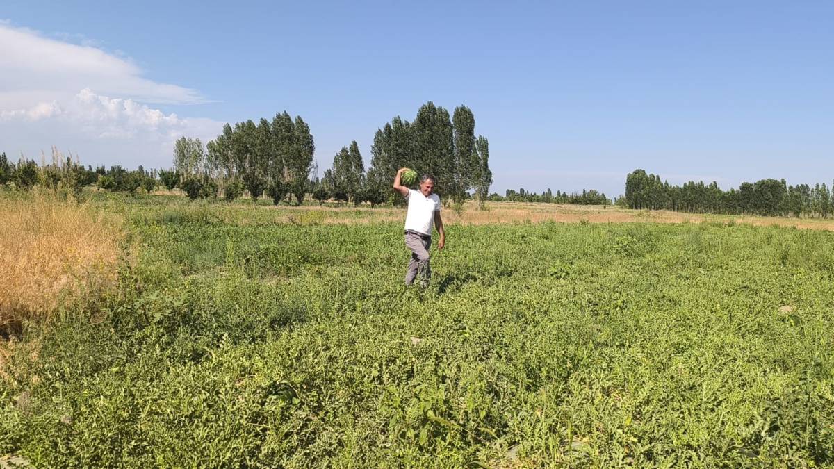 Iğdır'da sezonun ilk karpuz hasadı başlıyor