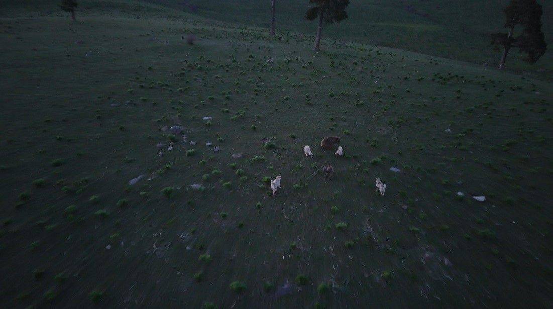 Sarıkamış'ta İnanılmaz Anlar: Köpeklerin Boz Ayıya Saldırısı Dronla Kaydedildi