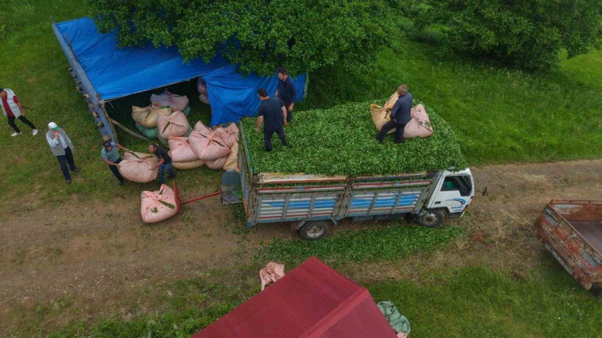 Karadeniz'de Mucit Muhtar Dönemi! Ağır Çuvalları Gören Muhtar Öyle Bir Şey Yaptı Ki