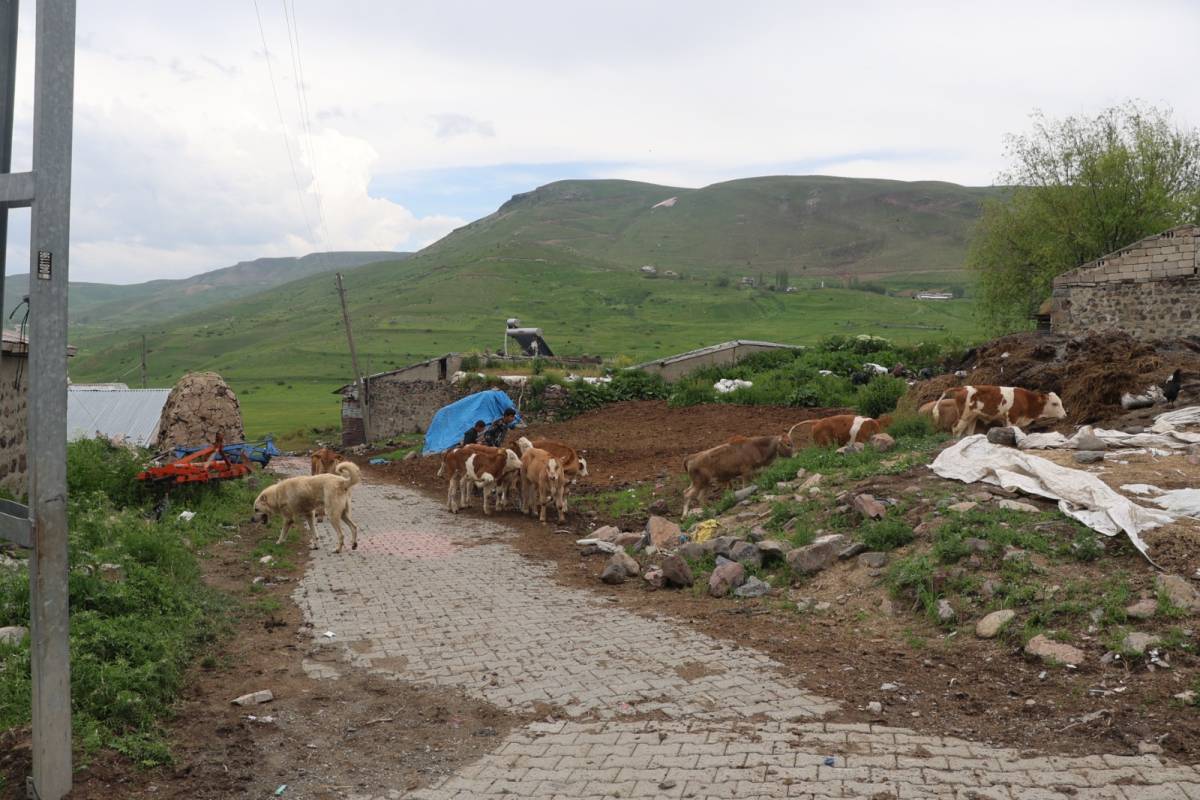 Iğdır'da Sütten Kesilen Buzağıların Yayla Yolculuğu Başladı