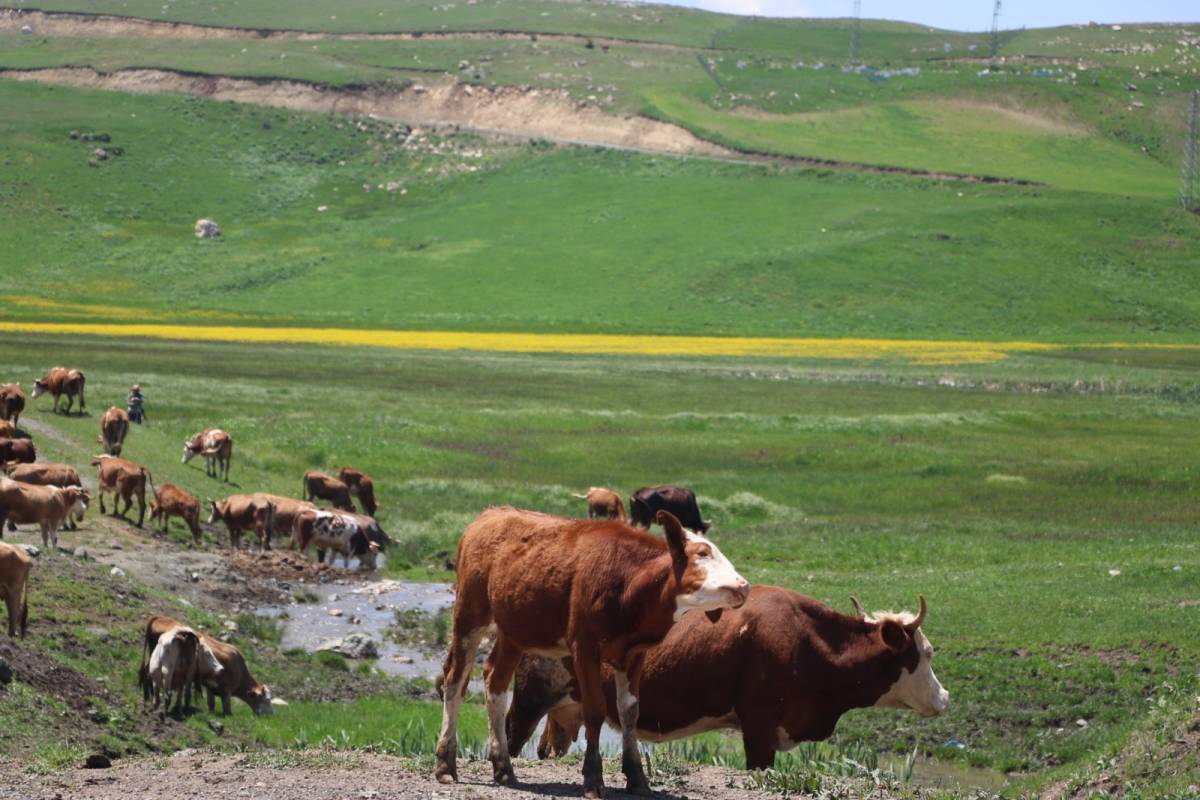Iğdır'ın Yüksek Kesimleri Çiçeklerle Renklendi