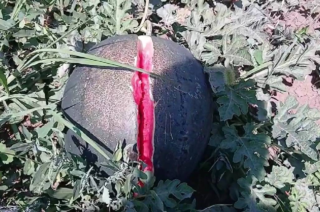 Iğdır'da sezonun ilk karpuz hasadı başlıyor