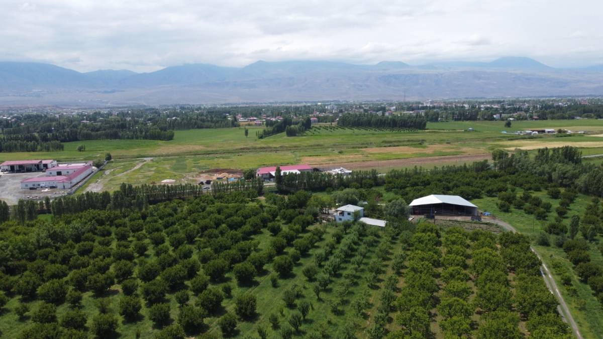 Iğdır'da tek tük meyve olan kayısı bahçeleri havadan görüntülendi