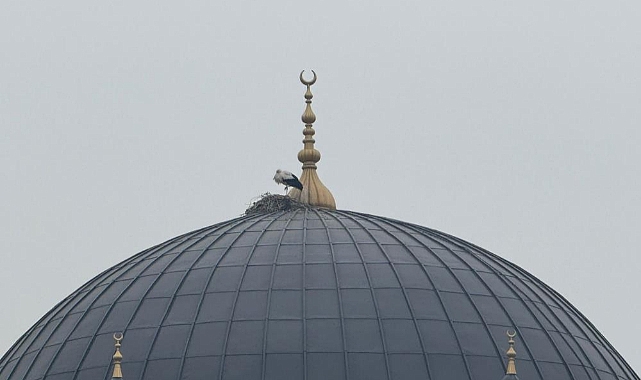 Iğdır'ın simgesi leylekler bu yıl da şehri terk etmedi